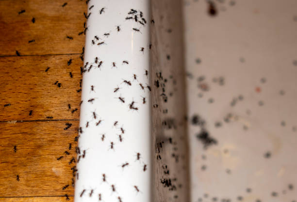 Best Local Pest Control Services  in Michigan City, IN